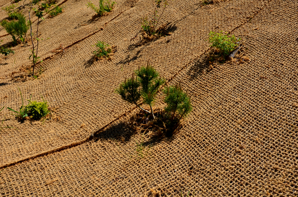 Temporary,covering,of,the,lawn,sowing,with,textiles,to,ensure