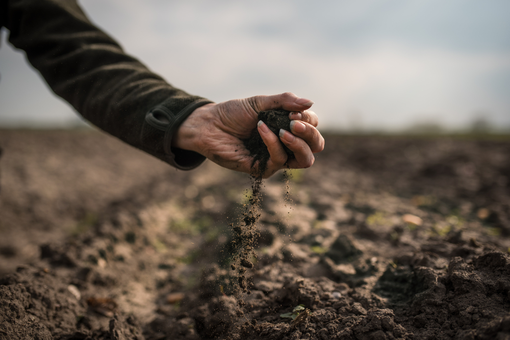 Female,hands,pouring,a,black,soil,in,the,field.,female